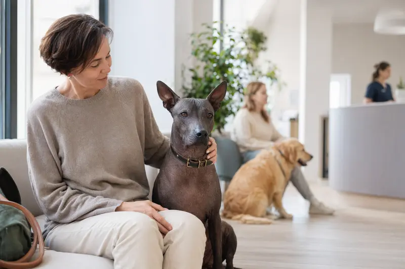 Ein Xoloitzcuintle sitzt ruhig neben seinem Besitzer im hellen Wartezimmer einer modernen Tierarztpraxis.